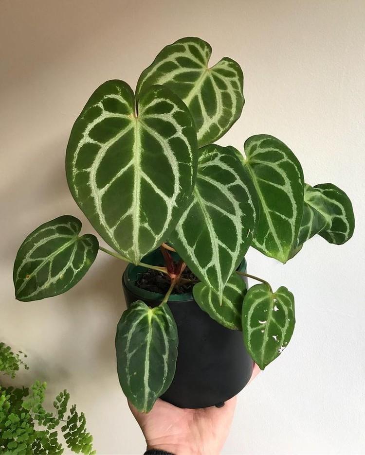 Kryštálové anthurium - Druhy antúria Kryštálové anthurium - Druhy antúria