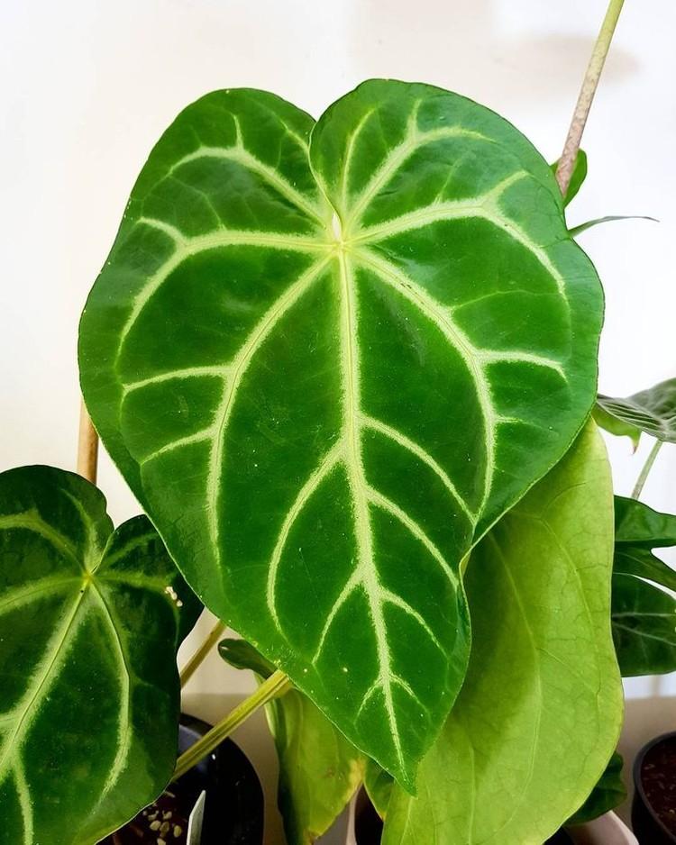 Anthurium skvostné - Druhy antúria Anthurium skvostné - Druhy antúria