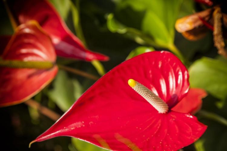 Teplota - Starostlivosť o anthurium Teplota - Starostlivosť o anthurium