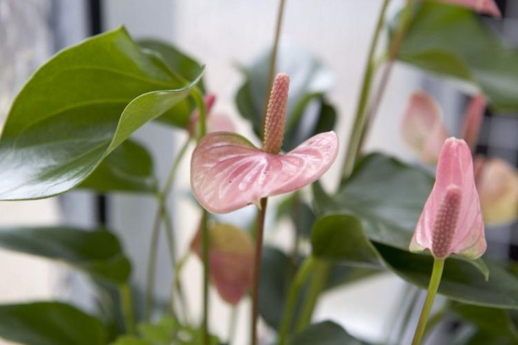 Osvetlenie - starostlivosť o anthurium Osvetlenie - starostlivosť o anthurium