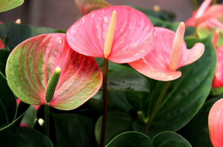 Polievanie - starostlivosť o anthurium Polievanie - starostlivosť o anthurium