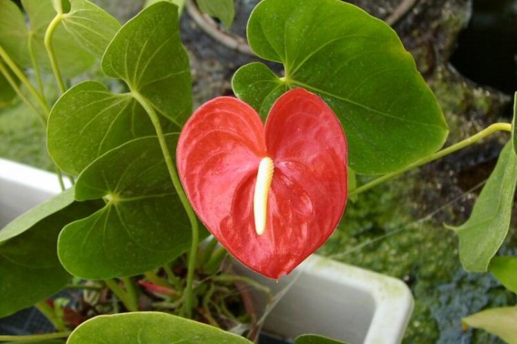 Hnojivá a kŕmenie - Starostlivosť o Anthurium Hnojivá a kŕmenie - Starostlivosť o Anthurium