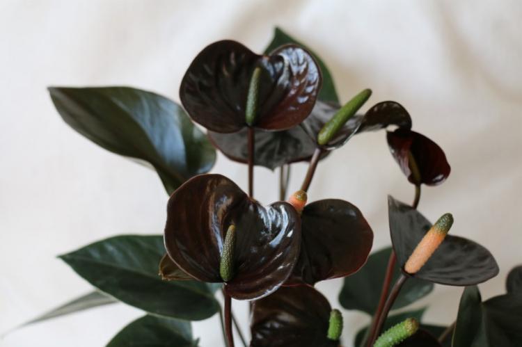 Prerezávanie - starostlivosť o anthurium Prerezávanie - starostlivosť o anthurium