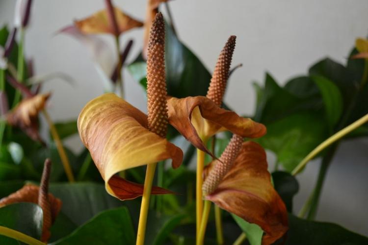 Kontrola škodcov a chorôb - Anthurium Kontrola škodcov a chorôb - Anthurium