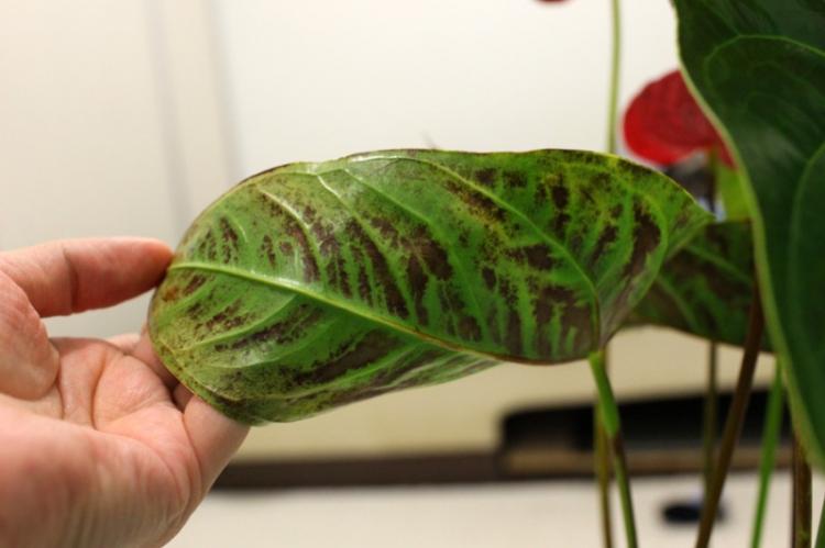 Kontrola škodcov a chorôb - Anthurium Kontrola škodcov a chorôb - Anthurium