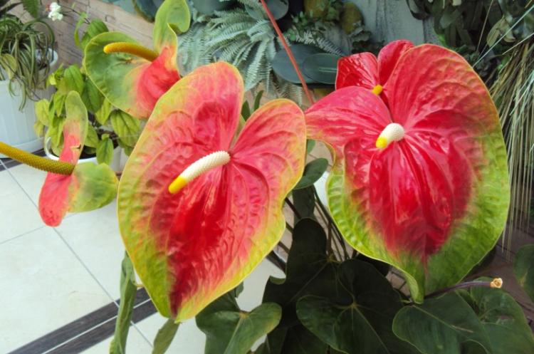 Anthurium - fotografia Anthurium - fotografia