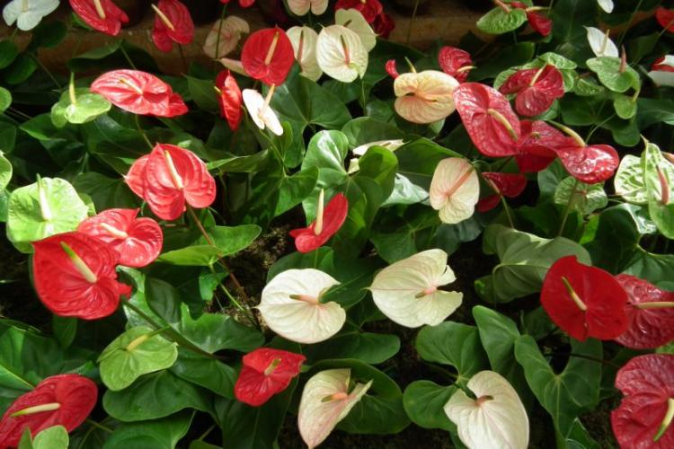 Anthurium - fotografia Anthurium - fotografia