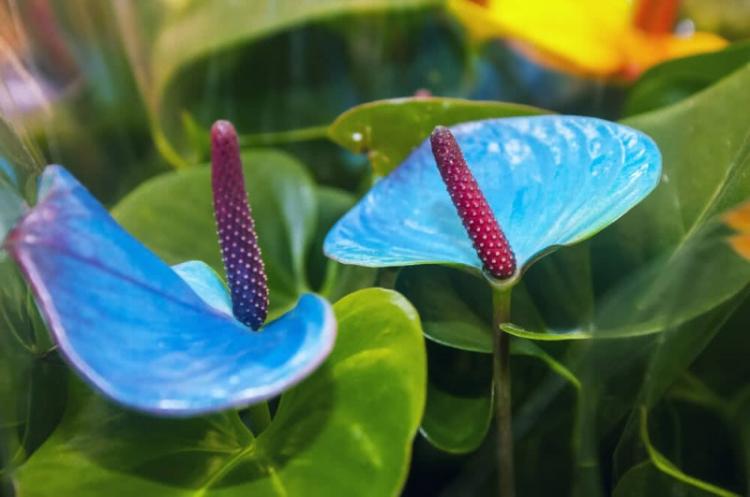 Anthurium - fotografia Anthurium - fotografia