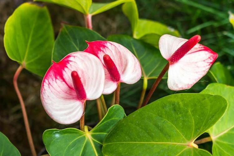 Anthurium - fotografia Anthurium - fotografia