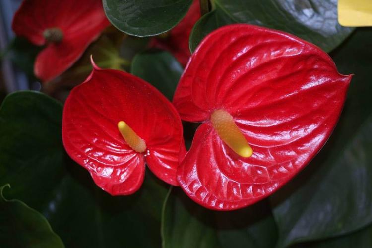 Anthurium - fotografia Anthurium - fotografia