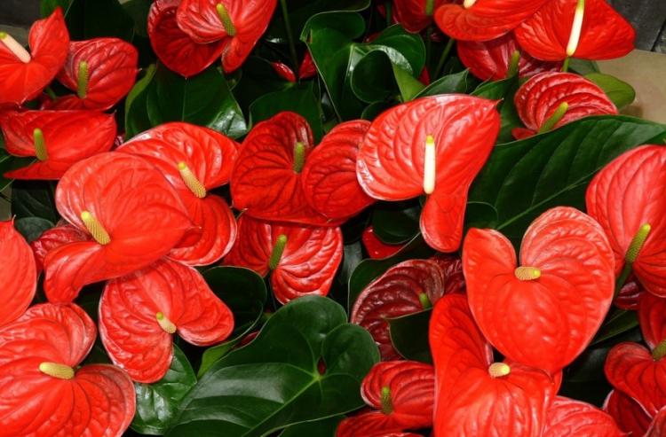 Anthurium - fotografia Anthurium - fotografia