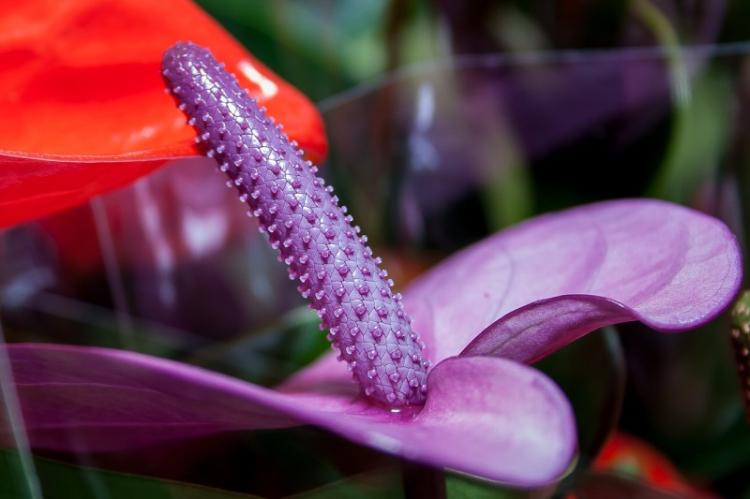 Anthurium - fotografia Anthurium - fotografia