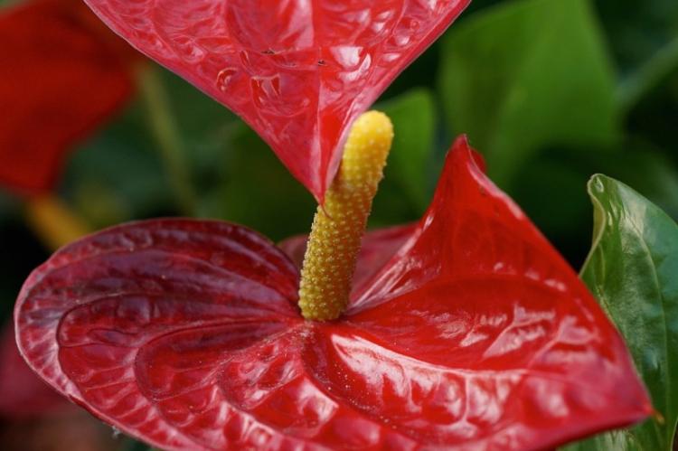 Anthurium - fotografia Anthurium - fotografia