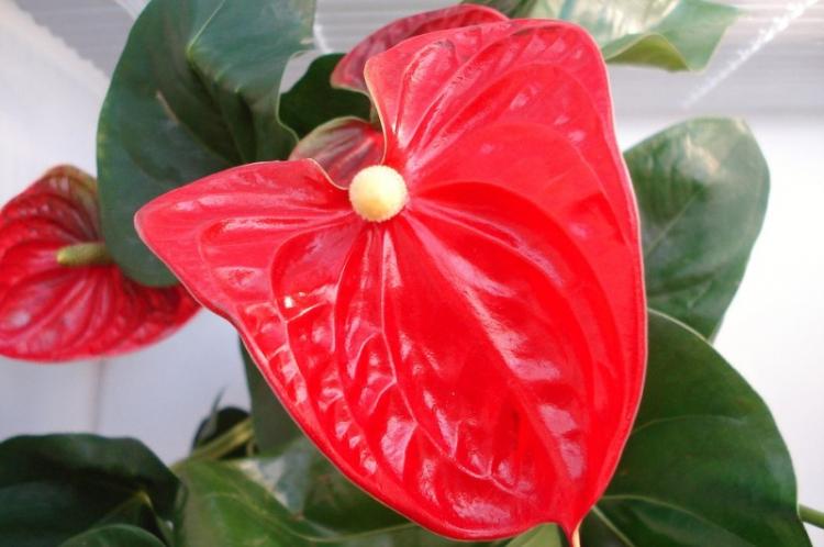 Anthurium - fotografia Anthurium - fotografia