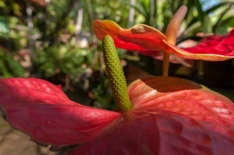 Anthurium - fotografia Anthurium - fotografia