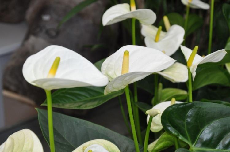 Anthurium - fotografia Anthurium - fotografia