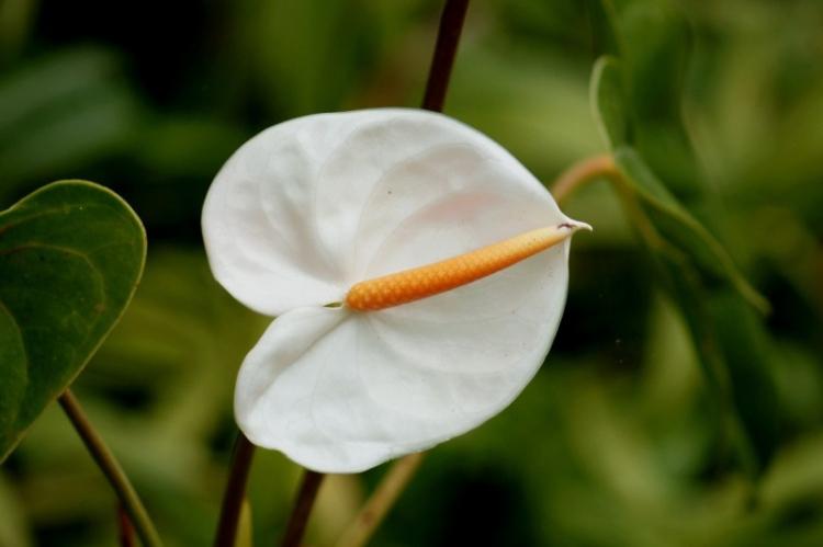 Anthurium - fotografia Anthurium - fotografia