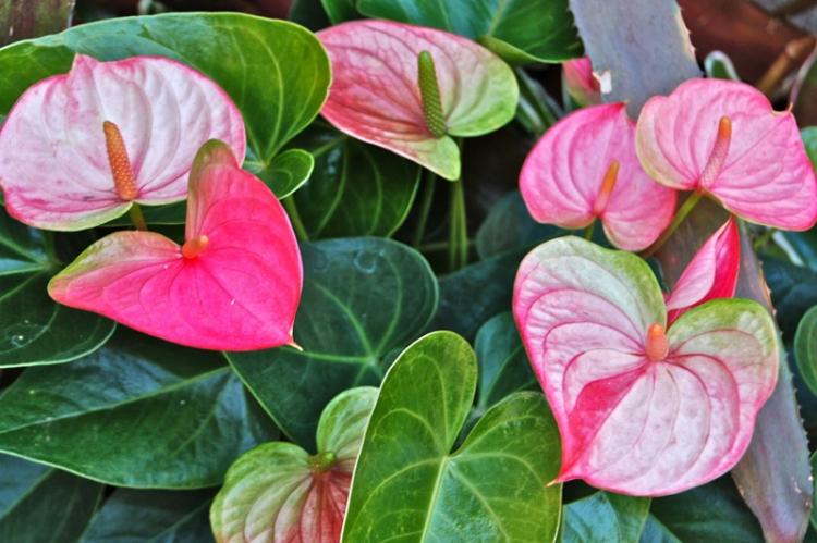 Anthurium - fotografia Anthurium - fotografia