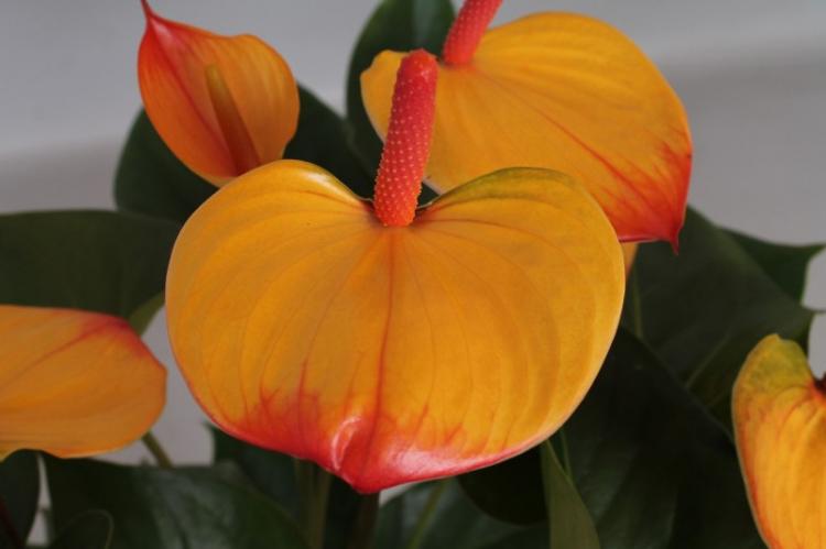 Anthurium - fotografia Anthurium - fotografia
