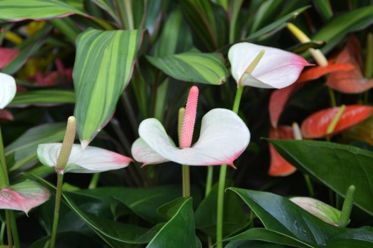 Anthurium - fotografia Anthurium - fotografia
