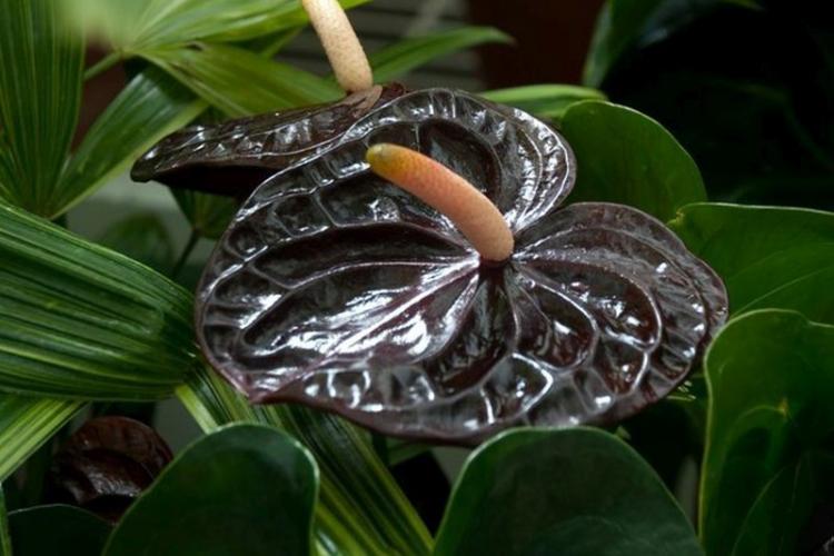 Anthurium - fotografia Anthurium - fotografia