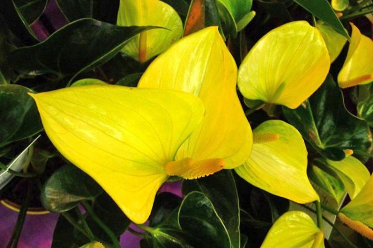 Anthurium - fotografia Anthurium - fotografia