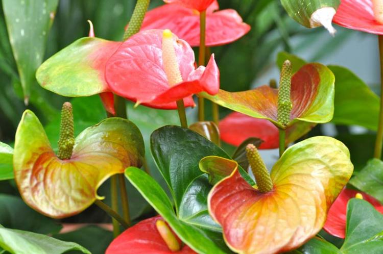 Anthurium - fotografia Anthurium - fotografia