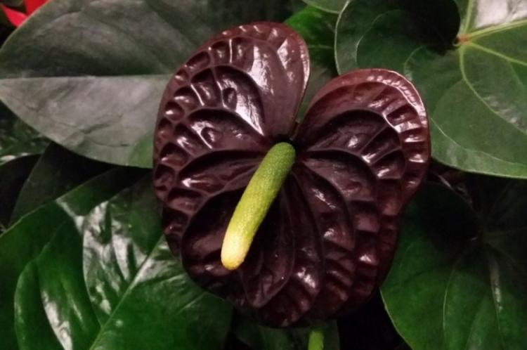 Anthurium - fotografia Anthurium - fotografia