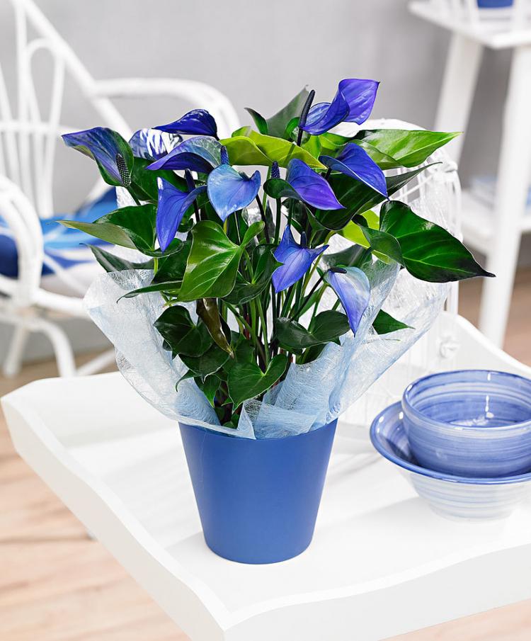 Anthurium - fotografia Anthurium - fotografia