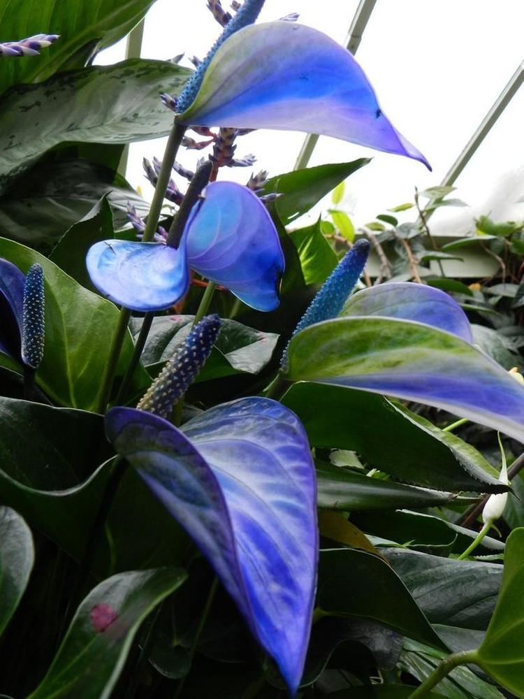 Anthurium - fotografia Anthurium - fotografia