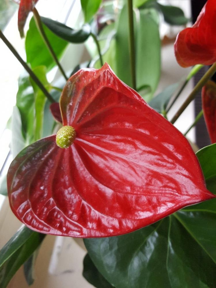 Anthurium - fotografia Anthurium - fotografia