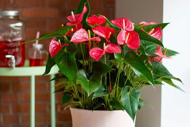 Anthurium : soins à domicile, reproduction et transplantation