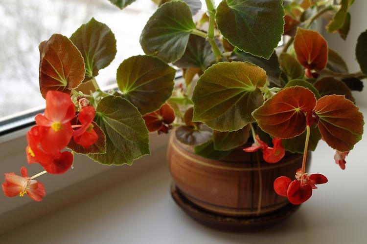 Begonia (70 fotografií): typy a vlastnosti starostlivosti Begonia (70 fotografií): typy a vlastnosti starostlivosti
