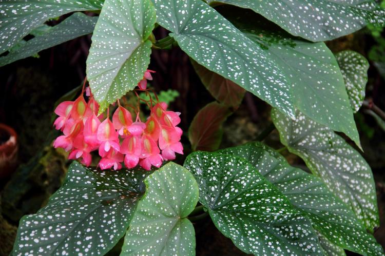 Všeobecná charakteristika - Begonia Všeobecná charakteristika - Begonia