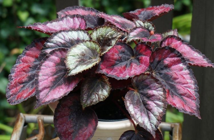 Royal Begonia - typy Begonia Royal Begonia - typy Begonia