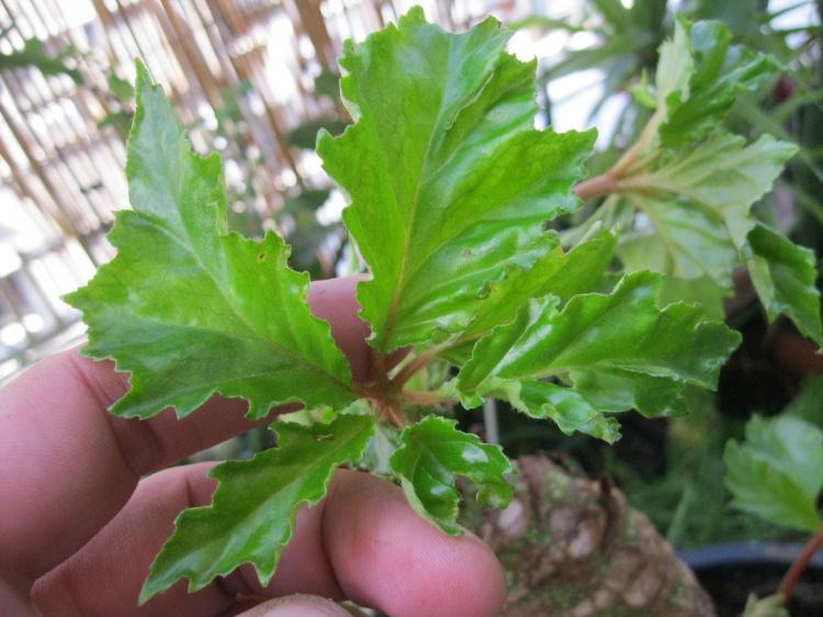 Caroline Begonia - druh Begonia Caroline Begonia - druh Begonia