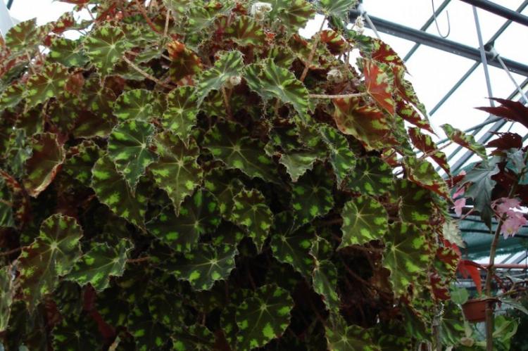 Tiger Begonia - druhy Begonia Tiger Begonia - druhy Begonia