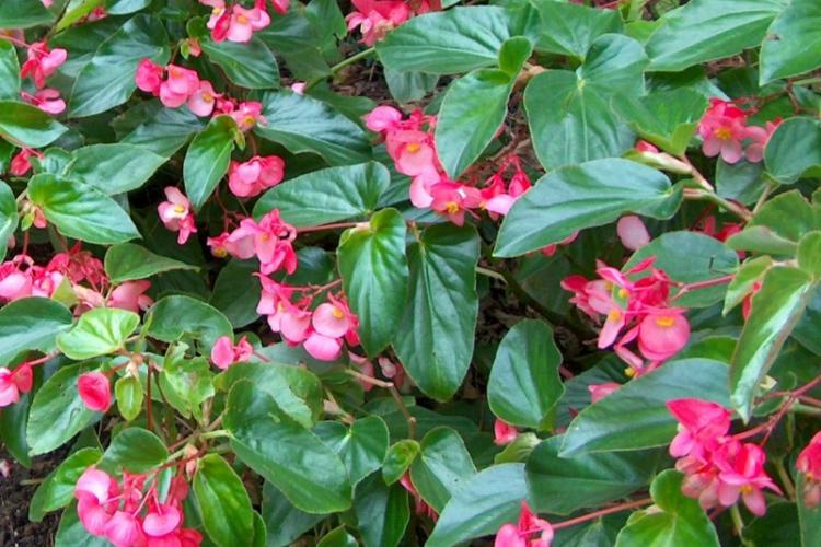 Begonia večných kvetov - druhy Begonia Begonia večných kvetov - druhy Begonia