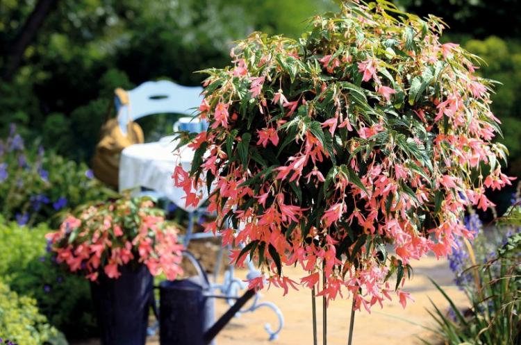 Ampel begonia - druhy begónií Ampel begonia - druhy begónií
