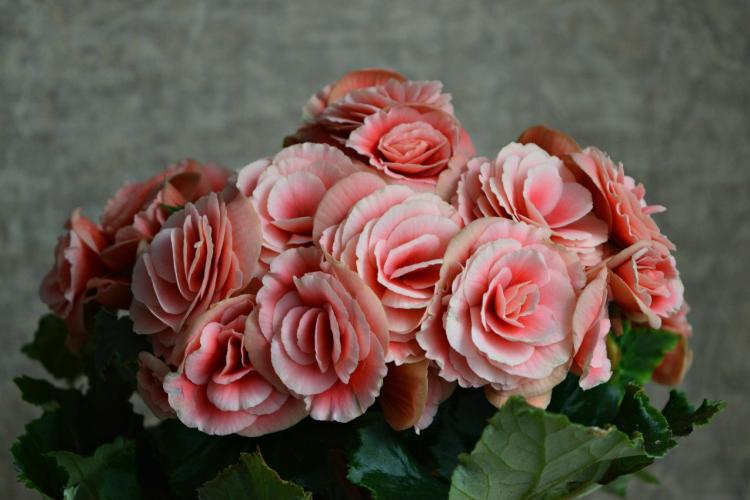 Begonia Elatior - druhy begónií Begonia Elatior - druhy begónií