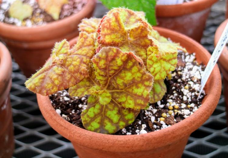 Teplota - starostlivosť o Begonia Teplota - starostlivosť o Begonia