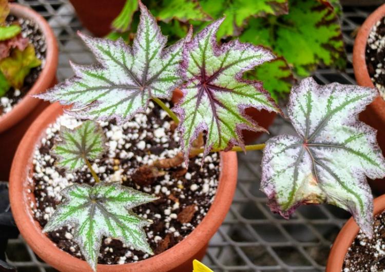 Osvetlenie - starostlivosť o Begonia Osvetlenie - starostlivosť o Begonia