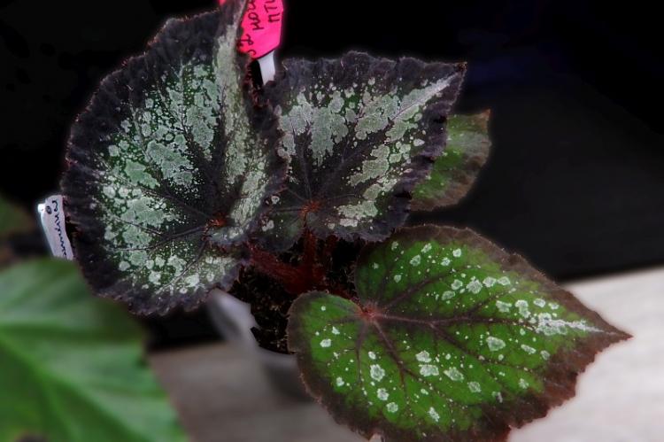 Polievanie - starostlivosť o Begonia Polievanie - starostlivosť o Begonia
