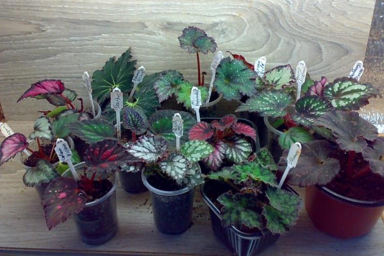 Prerezávanie - starostlivosť o Begonia Prerezávanie - starostlivosť o Begonia