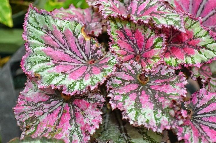 Kontrola škodcov a chorôb - Begonia Kontrola škodcov a chorôb - Begonia