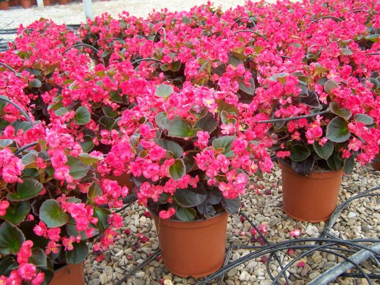 Begonia - foto Begonia - foto