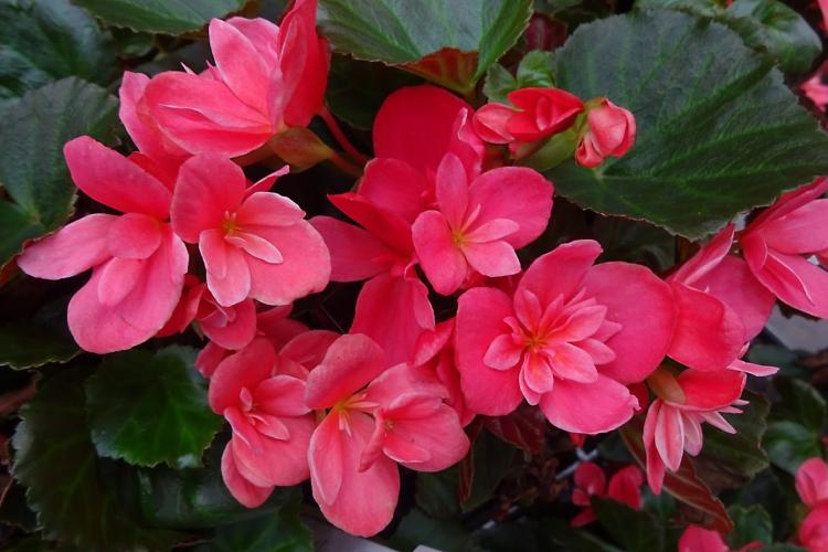 Begonia - foto Begonia - foto