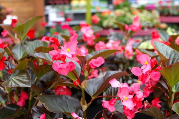 Begonia - foto Begonia - foto