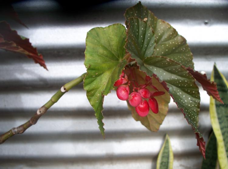 Begonia - foto Begonia - foto