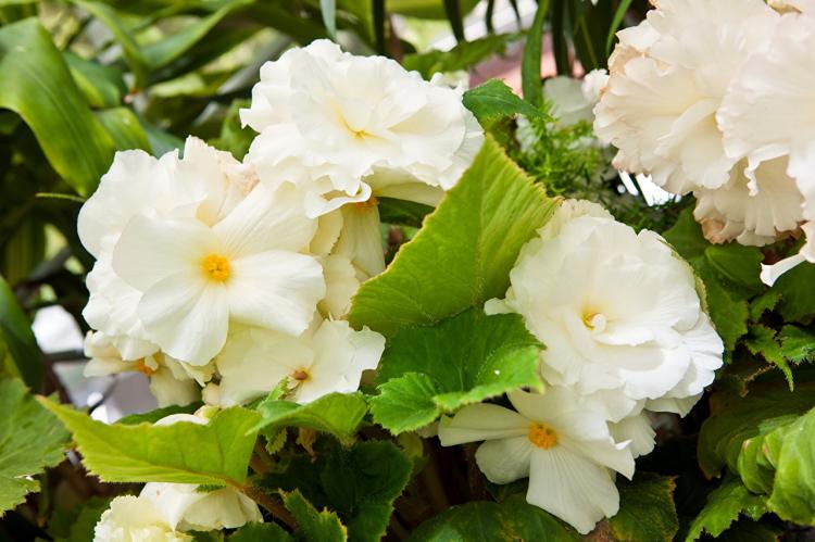 Begonia - foto Begonia - foto
